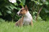BULL TERRIER MINIATURE 137
